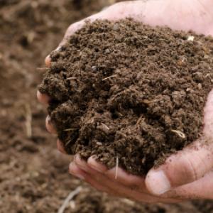 Lipsa de nutrienți în sol. Cum să știți ce le lipsește plantelor?