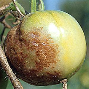 Tomate phytophthora