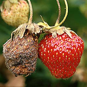 Botrytis (putregaiul gri) al căpșunilor