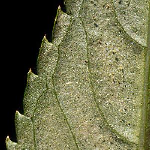 Mite