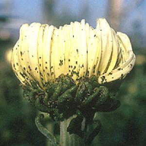 Afide pe plantele ornamentale
