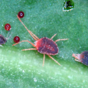 Acarianul fructelor