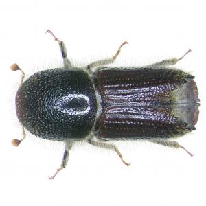 Cărăbușul molidului