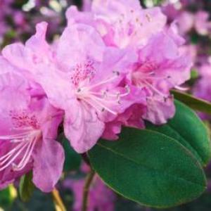 Rhododendroni și azalee: totul pentru cultivarea, iernarea și îngrijirea lor corespunzătoare