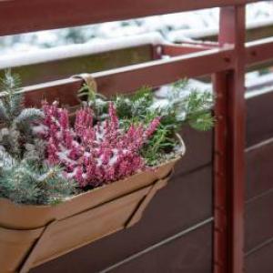 Frumoase chiar și iarna! Obțineți aceste plante rezistente pentru balconul dvs