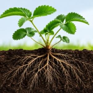 Trifender: protecția biologică a plantelor cu ajutorul ciupercii Trichoderma asperellum
