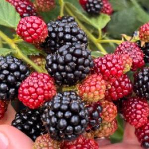 Cum să cultivi afine ca să fie mari și dulci? Sfaturi de la un grădinar experimentat