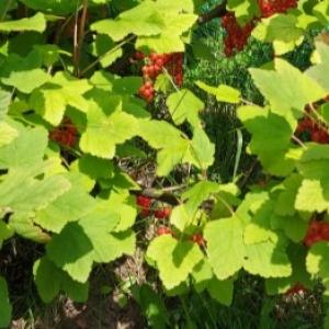 Ghid complet pentru cultivarea coacăzelor: plantare, tăiere, dăunători