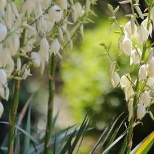 Yucca tropicală în Slovacia: de ce îngrijire are nevoie?