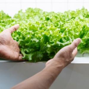 Cultivarea plantelor hidroponice: instrucțiuni practice și exemple practice