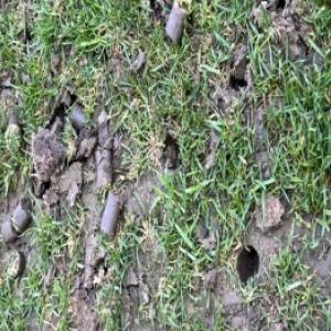 Aerarea gazonului pas cu pas: cum să vă aerisiți corect gazonul?