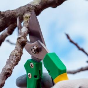 Cum să faceți corect tăierea de iarnă în grădina dvs.?