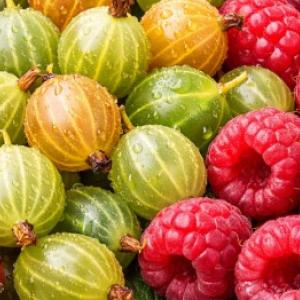 Tăierea arbuștilor fructiferi înainte de primăvară: cum să tăiați coacăzele, coacăzele și zmeura