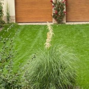 Iarba de pampas: îngrijire și tăiere de primăvară pentru a încuraja înflorirea