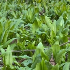 Cum să crească usturoiul urs la domiciliu și să nu-l confundați cu crinul din vale în pădure?