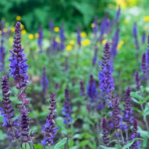 Cultivarea salvie: O plantă medicinală din ghiveci
