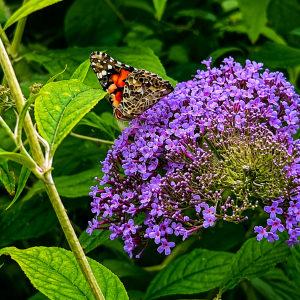 De ce nu înflorește buddleia? Cultivare, tăiere și sfaturi pentru o înflorire abundentă