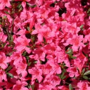 Azalee în exterior și interior: plantare, tăiere, iernare fără insecte