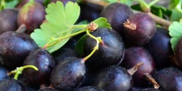 Încearcă să cultivi un jostle! Un fruct gustos pe care puțini oameni îl cunosc