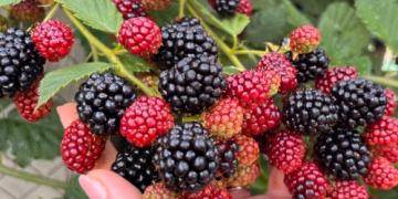 Cum să cultivi afine ca să fie mari și dulci? Sfaturi de la un grădinar experimentat
