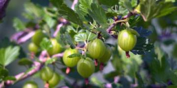 Fructe spinoase care se topesc pe limbă: Cum să crească coacăze?
