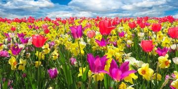 Gândiți-vă la bulbii de primăvară încă din toamnă. Acestea sunt plantate înainte de îngheț