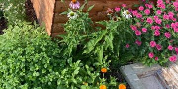 Aveți plante aromatice care cresc în grădina dumneavoastră? Descoperiți-le înainte de afide