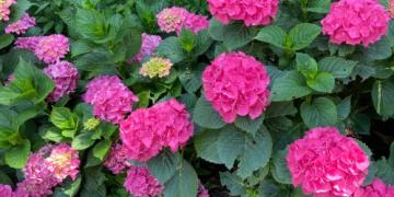 Când să tai trandafirii sau ierburile ornamentale? Vă putem sfătui și cu privire la lavanda