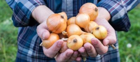 Știți când și cum să cultivați ceapă?