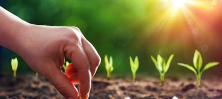 Când este suficient de cald pentru a planta?