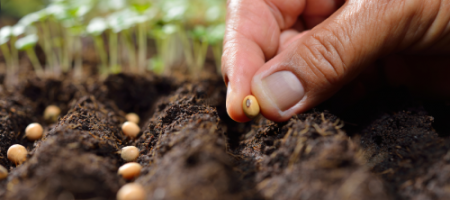 16 întrebări frecvente despre plantare