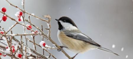 Cum să atrageți dușmanii naturali ai dăunătorilor în grădină?