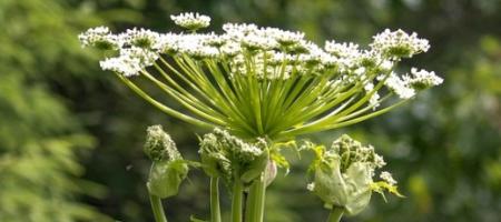 Cum să recunoașteți și să distrugeți periculosul hogweed gigant din grădină