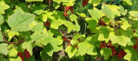 Ghid complet pentru cultivarea coacăzelor: plantare, tăiere, dăunători