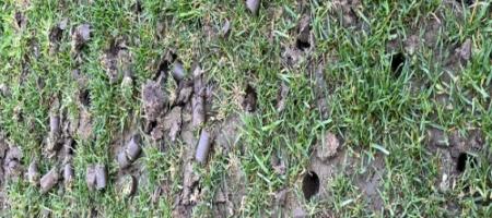 Aerarea gazonului pas cu pas: cum să vă aerisiți corect gazonul?