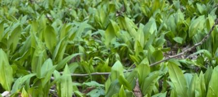 Cum să crească usturoiul urs la domiciliu și să nu-l confundați cu crinul din vale în pădure?