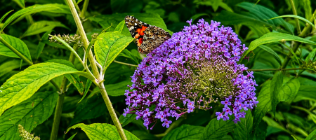 De ce nu înflorește buddleia? Cultivare, tăiere și sfaturi pentru o înflorire abundentă