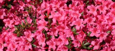 Azalee în exterior și interior: plantare, tăiere, iernare fără insecte