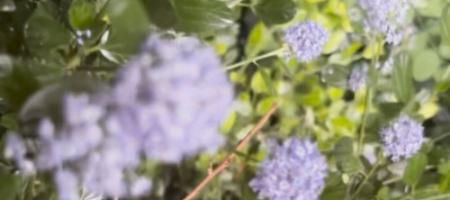 Liliacul californian într-o grădină slovacă: cum se cultivă ceanotul